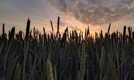 EU Crop Monitor Cuts Yield Estimates Following Prolonged Poor Weather