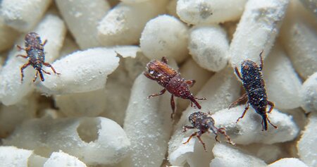 Shipping Industry Unites to Tackle Invasive Species in Cargoes