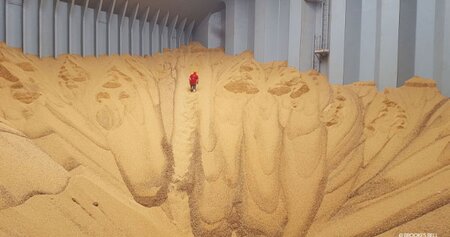 Microbiological instability in soya beans