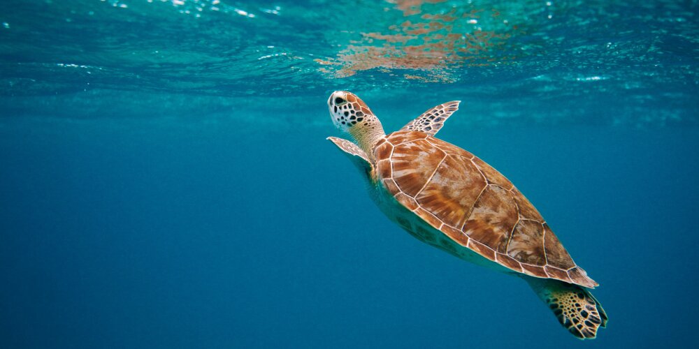 UK Government to Introduce High Seas Treaty Legislation