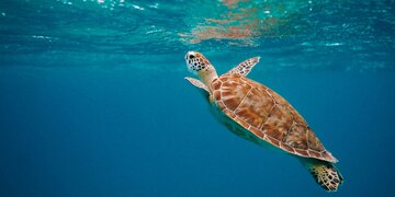 UK Government to Introduce High Seas Treaty Legislation