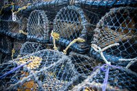 UK’s Seafish to Restructure Operations After Levy Reform Rejection