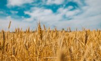Argentina’s Grain Exports Could Jump 40%