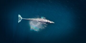 WSC Introduces the World's First 'Whale Chart' to Aid Safe Navigation