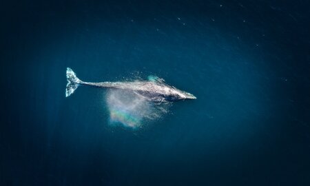 WSC Introduces the World's First 'Whale Chart' to Aid Safe Navigation